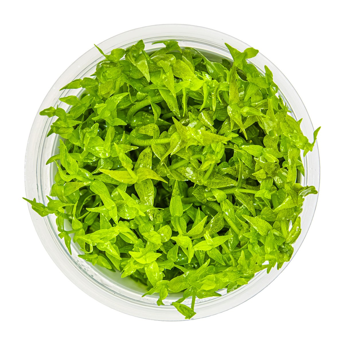 Gratiola viscidula — 1-2-Grow!