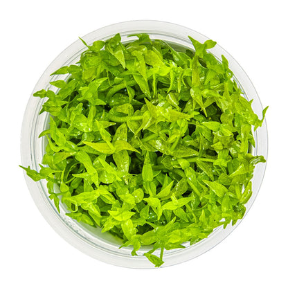 Gratiola viscidula — 1-2-Grow!