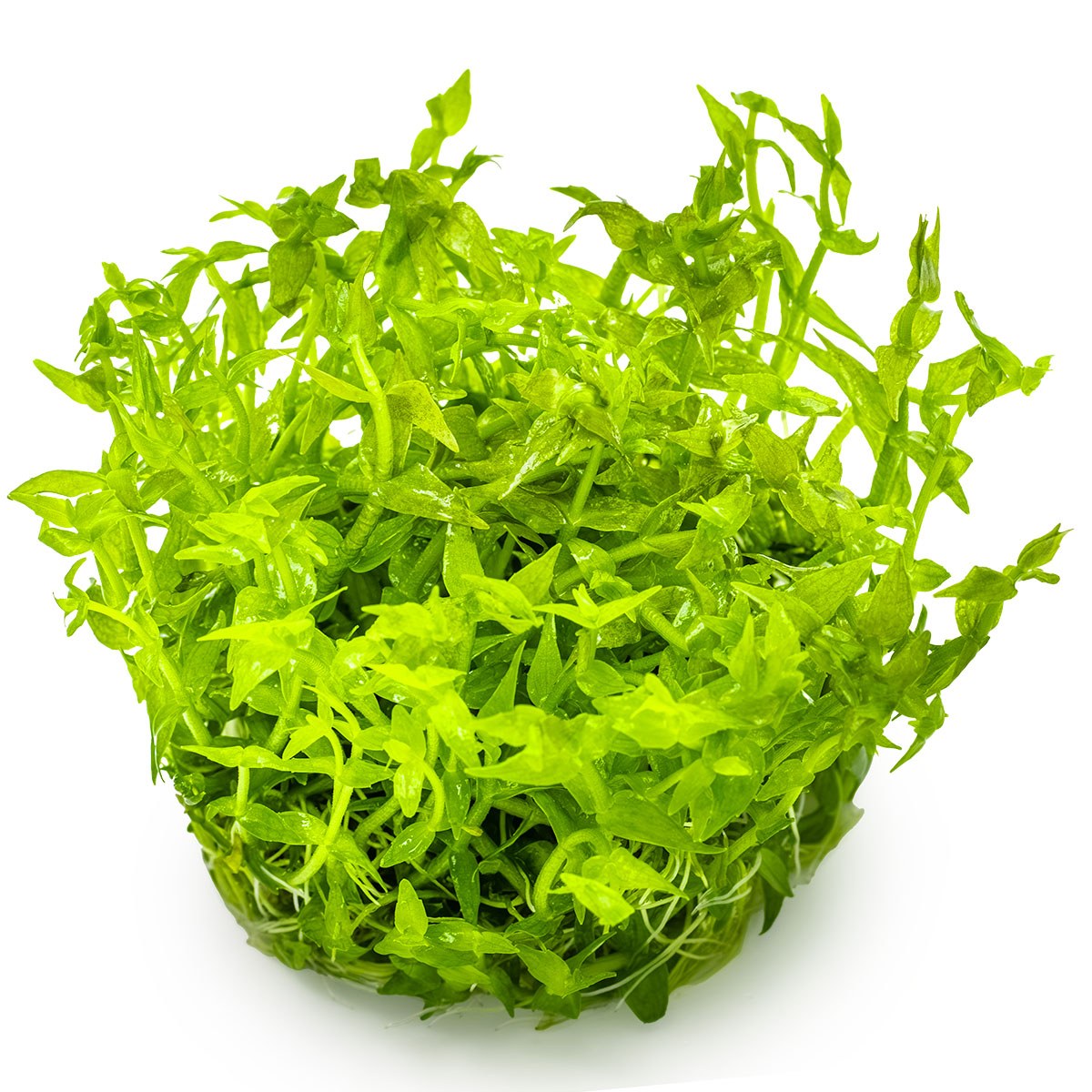 Gratiola viscidula — 1-2-Grow!