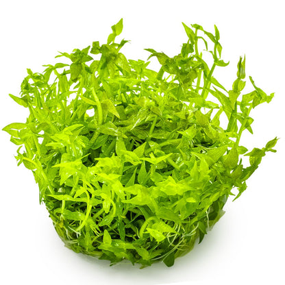 Gratiola viscidula — 1-2-Grow!