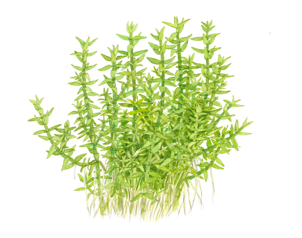 Gratiola viscidula — 1-2-Grow!