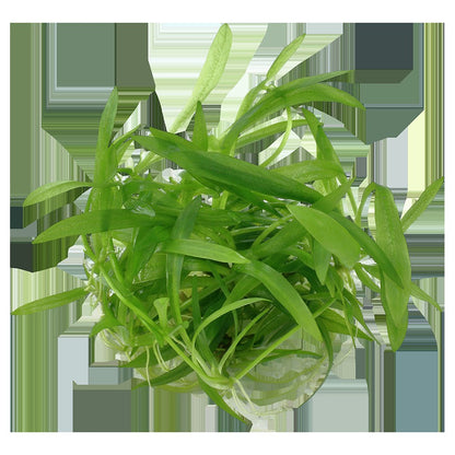 Helanthium bolivianum 'Quadricostatus' — 1-2-Grow!