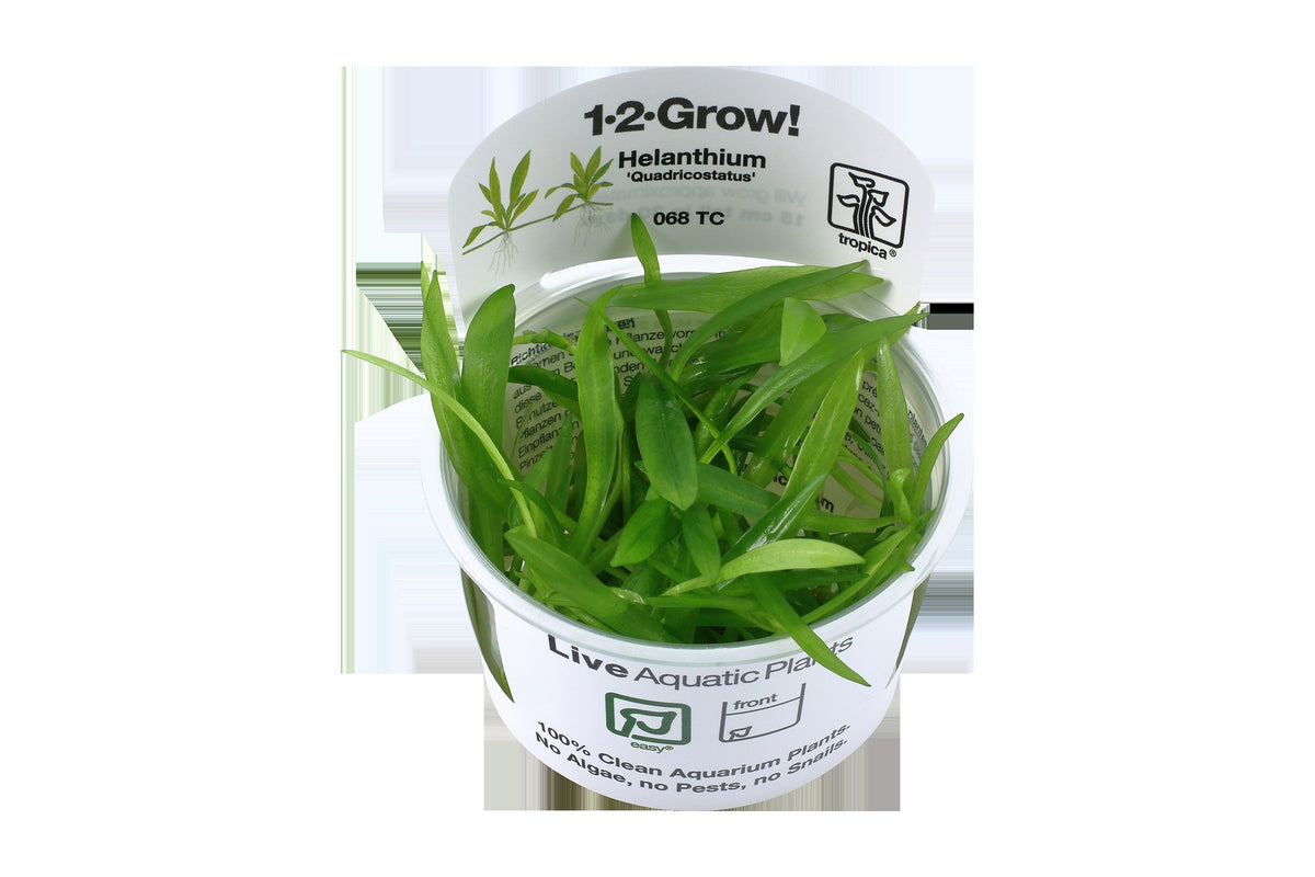Helanthium bolivianum 'Quadricostatus' — 1-2-Grow!