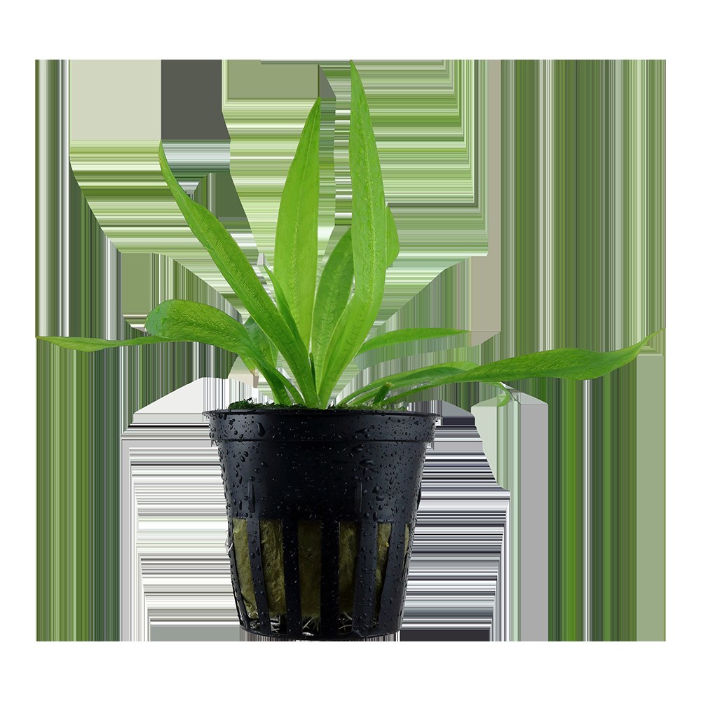 Helanthium bolivianum 'Quadricostatus' — Potted