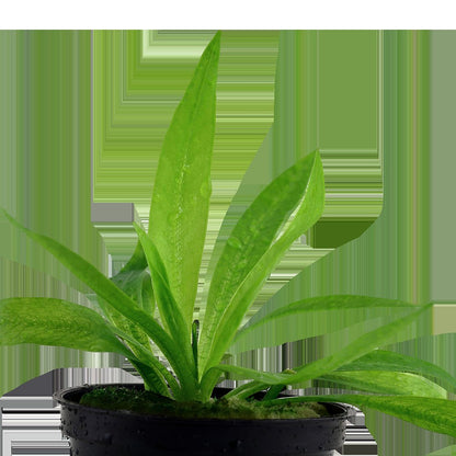 Helanthium bolivianum 'Quadricostatus' — Potted