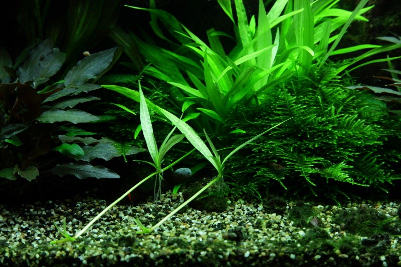 Helanthium bolivianum 'Quadricostatus' — Potted