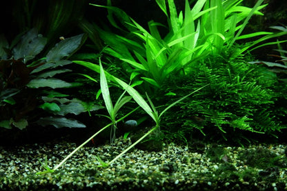 Helanthium bolivianum 'Quadricostatus' — Potted