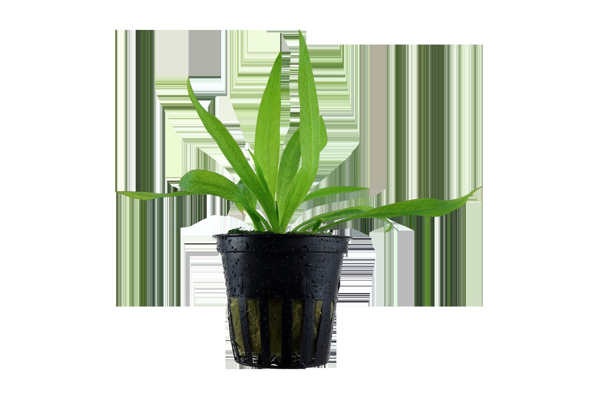 Helanthium bolivianum 'Quadricostatus' — Potted