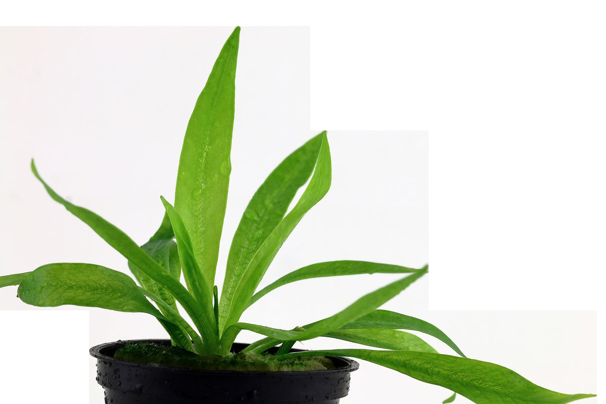 Helanthium bolivianum 'Quadricostatus' — Potted