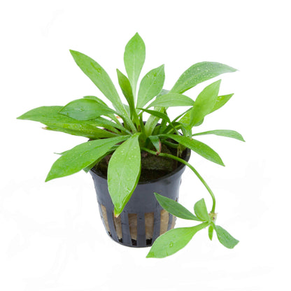 Helanthium bolivianum 'Quadricostatus' — Potted