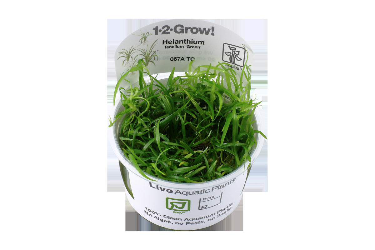 Helanthium tenellum 'Green' — 1-2-Grow!