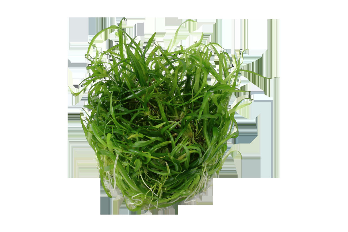 Helanthium tenellum 'Green' — 1-2-Grow!