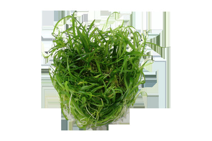 Helanthium tenellum 'Green' — 1-2-Grow!