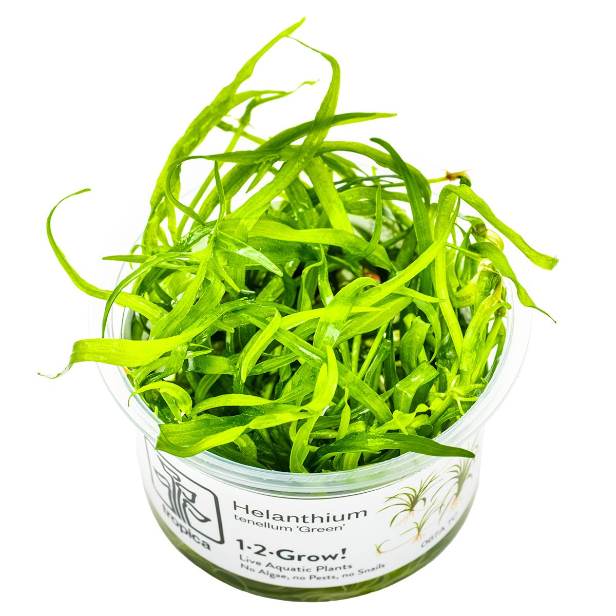 Helanthium tenellum 'Green' — 1-2-Grow!