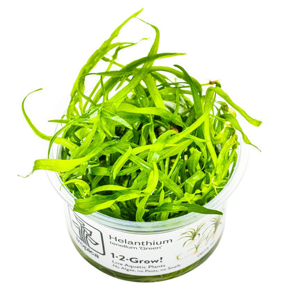 Helanthium tenellum 'Green' — 1-2-Grow!
