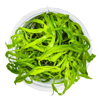 Heteranthera zosterifolia Aquarium Plant (1-2-Grow! Format) — 1-2-Grow!