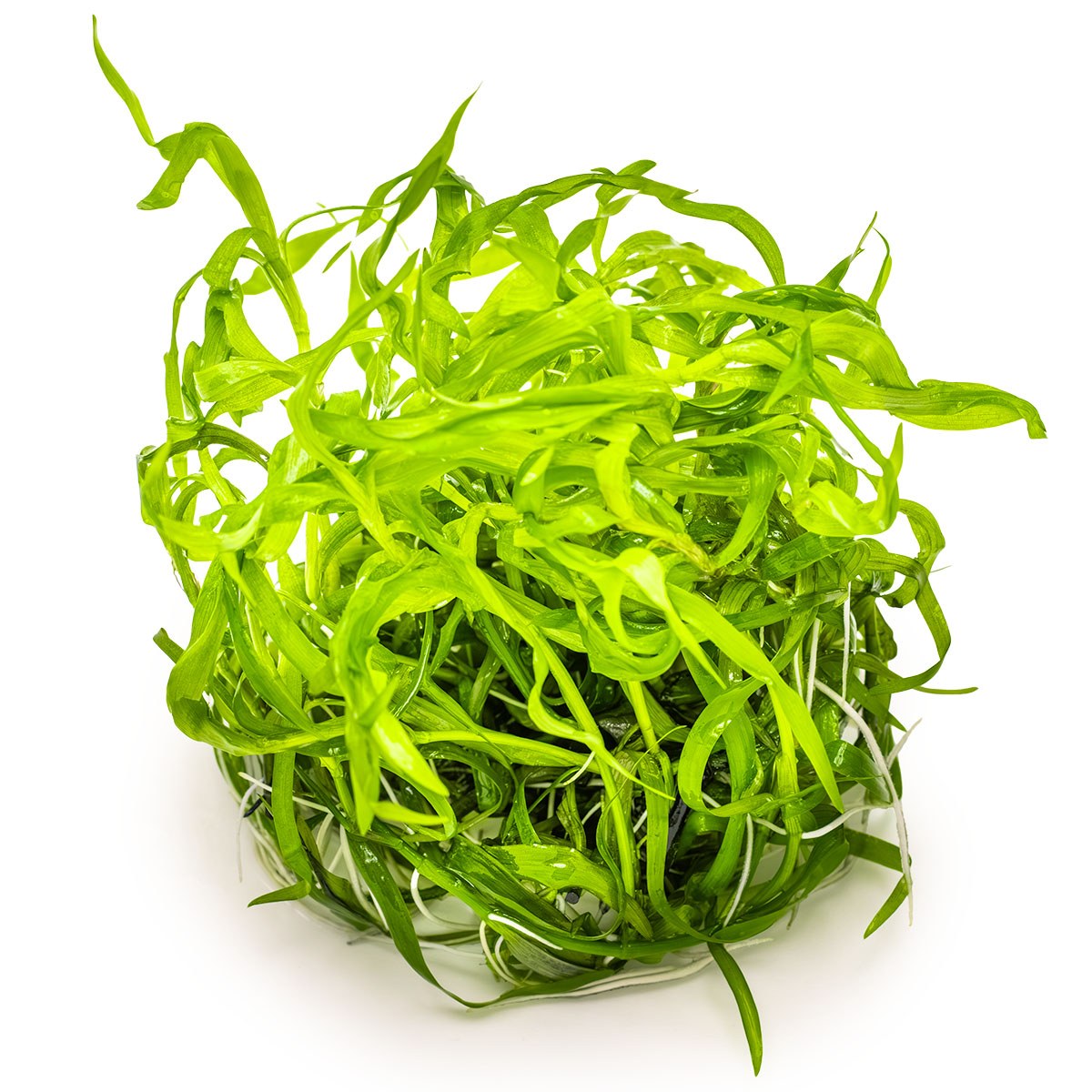 Heteranthera zosterifolia Aquarium Plant (1-2-Grow! Format) — 1-2-Grow!