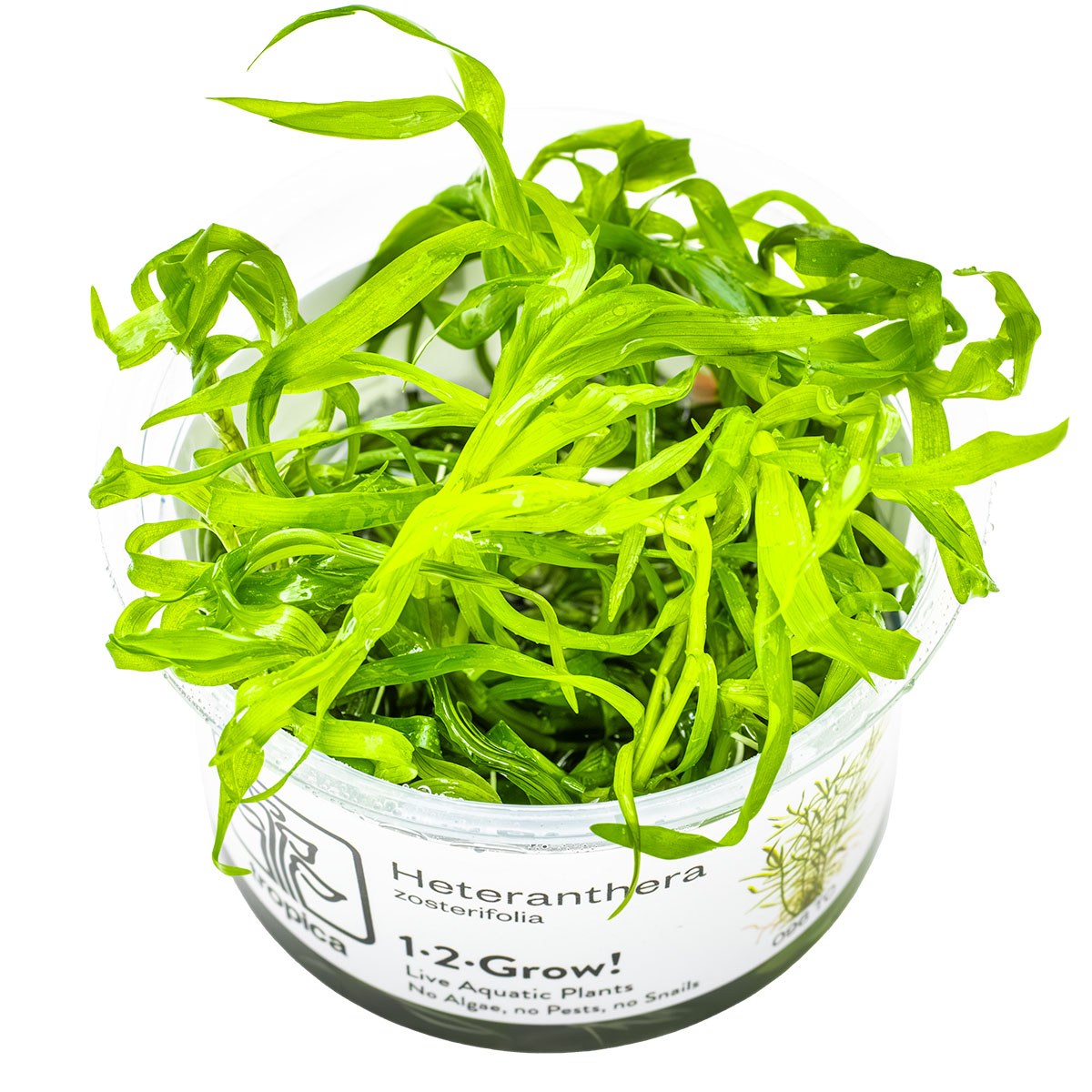 Heteranthera zosterifolia Aquarium Plant (1-2-Grow! Format) — 1-2-Grow!
