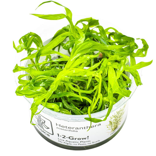 Heteranthera zosterifolia Aquarium Plant (1-2-Grow! Format) — 1-2-Grow!