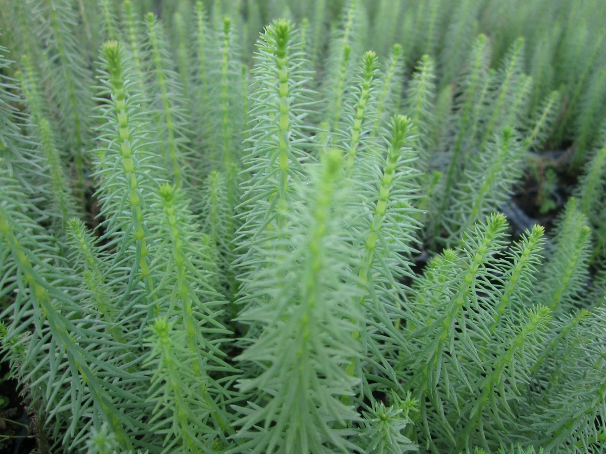 Hippuris vulgaris Marginal Pond Plant