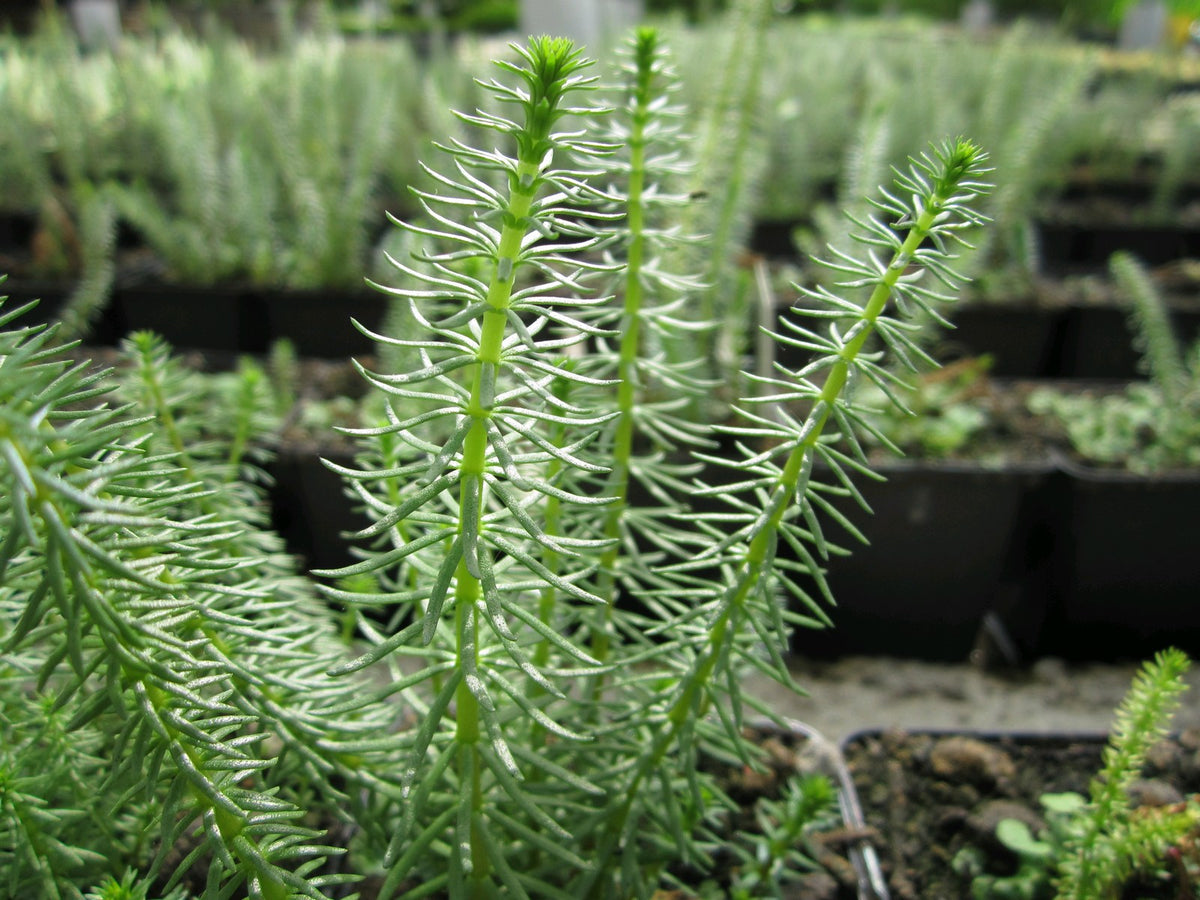 Hippuris vulgaris Marginal Pond Plant