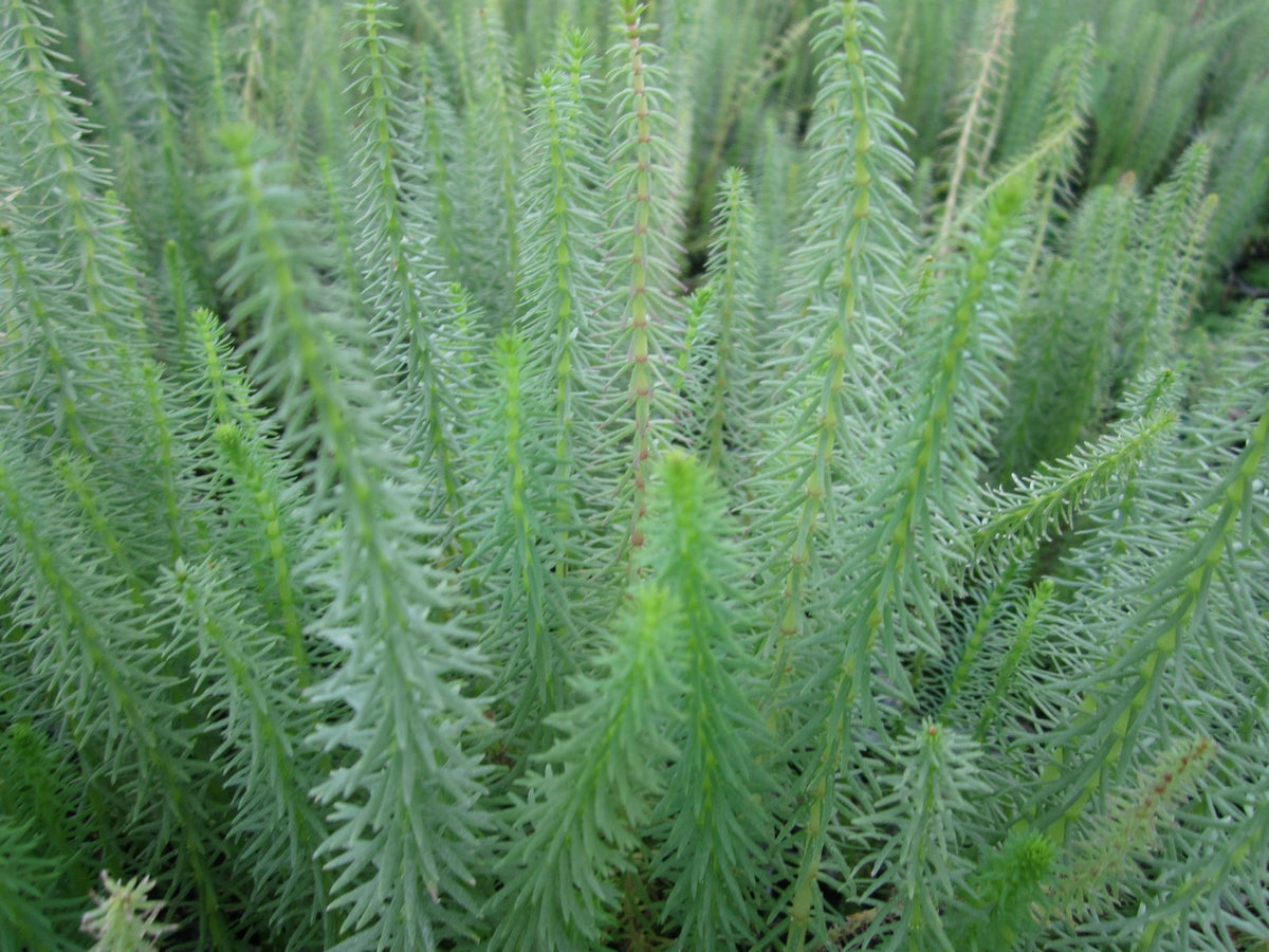 Hippuris vulgaris Marginal Pond Plant