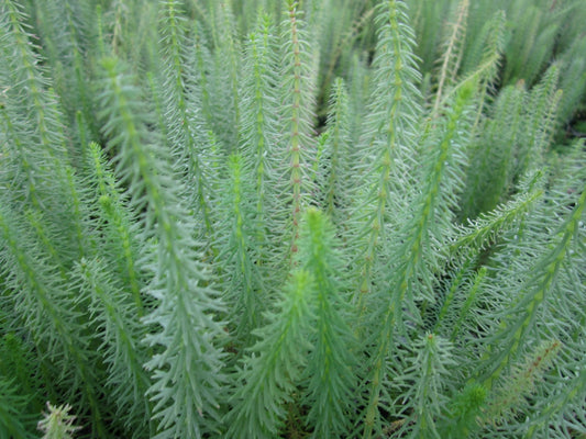 Hippuris vulgaris Marginal Pond Plant