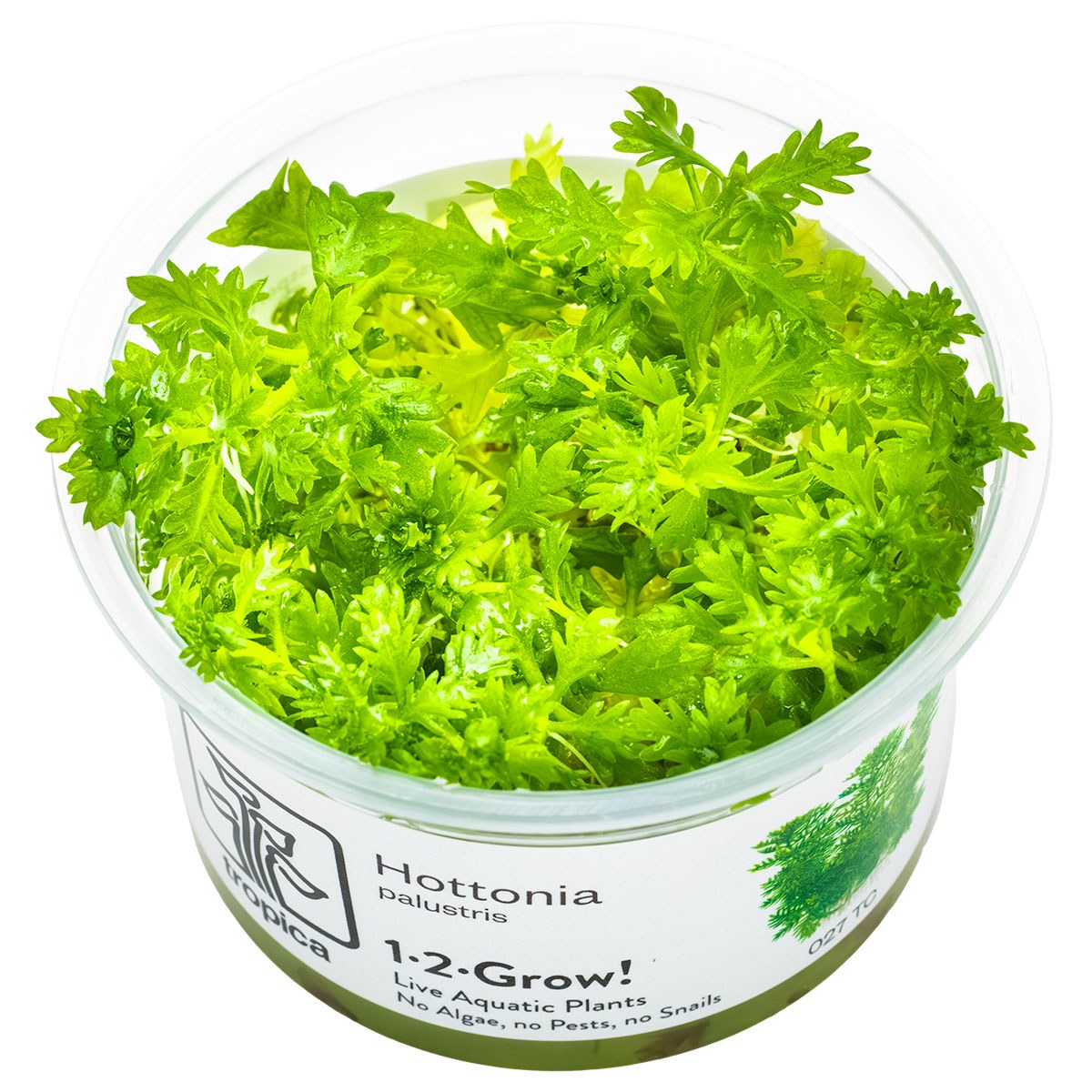 Hottonia palustris Stem Plant — 1-2-Grow!