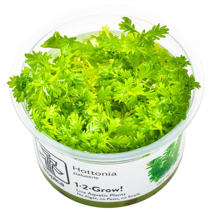Hottonia palustris Stem Plant — 1-2-Grow!