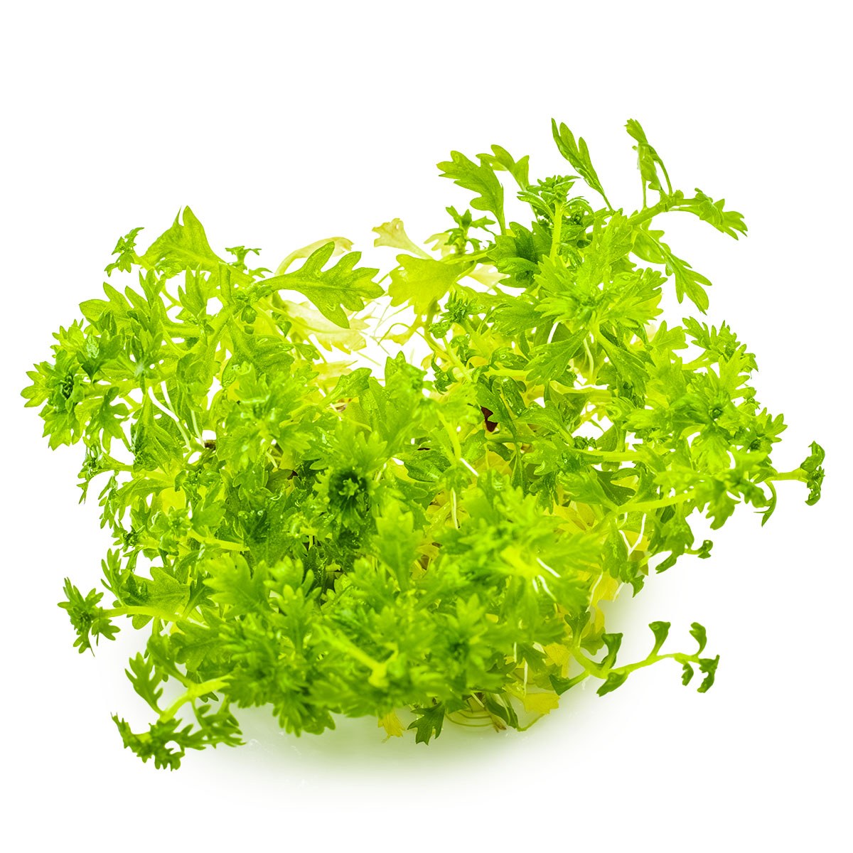 Hottonia palustris Stem Plant — 1-2-Grow!