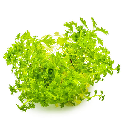 Hottonia palustris Stem Plant — 1-2-Grow!