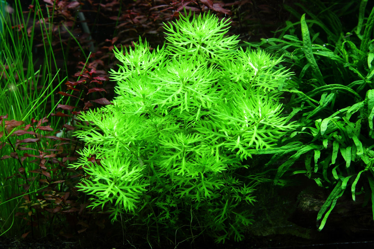 Hottonia palustris Stem Plant — 1-2-Grow!