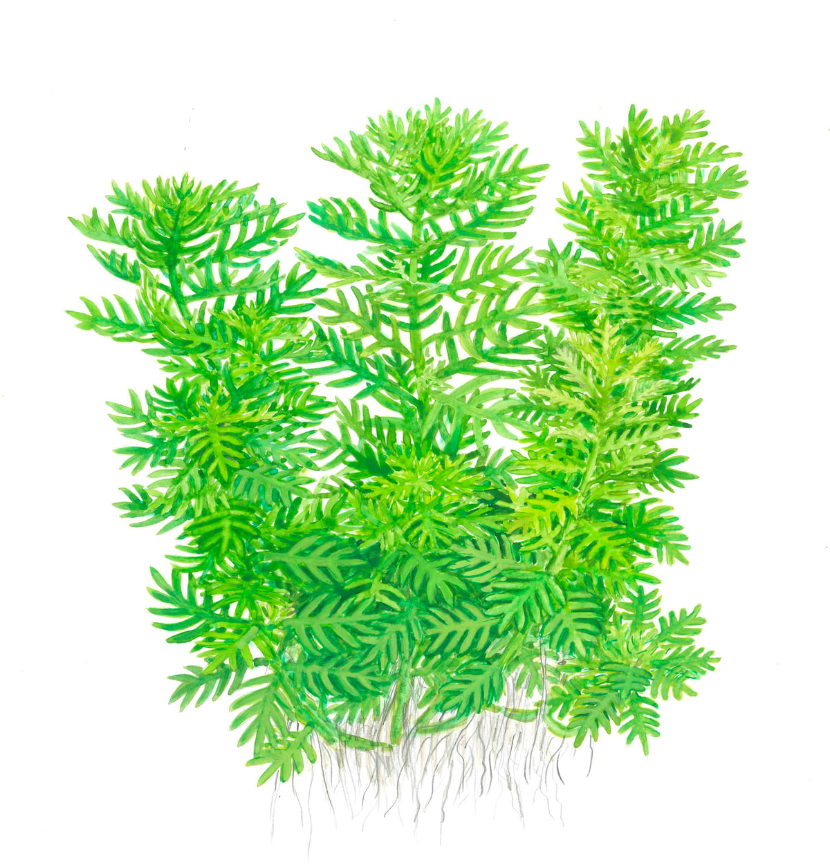 Hottonia palustris Stem Plant — 1-2-Grow!