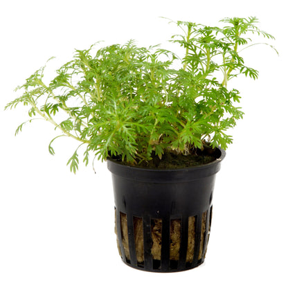 Hottonia palustris Stem Plant — Potted
