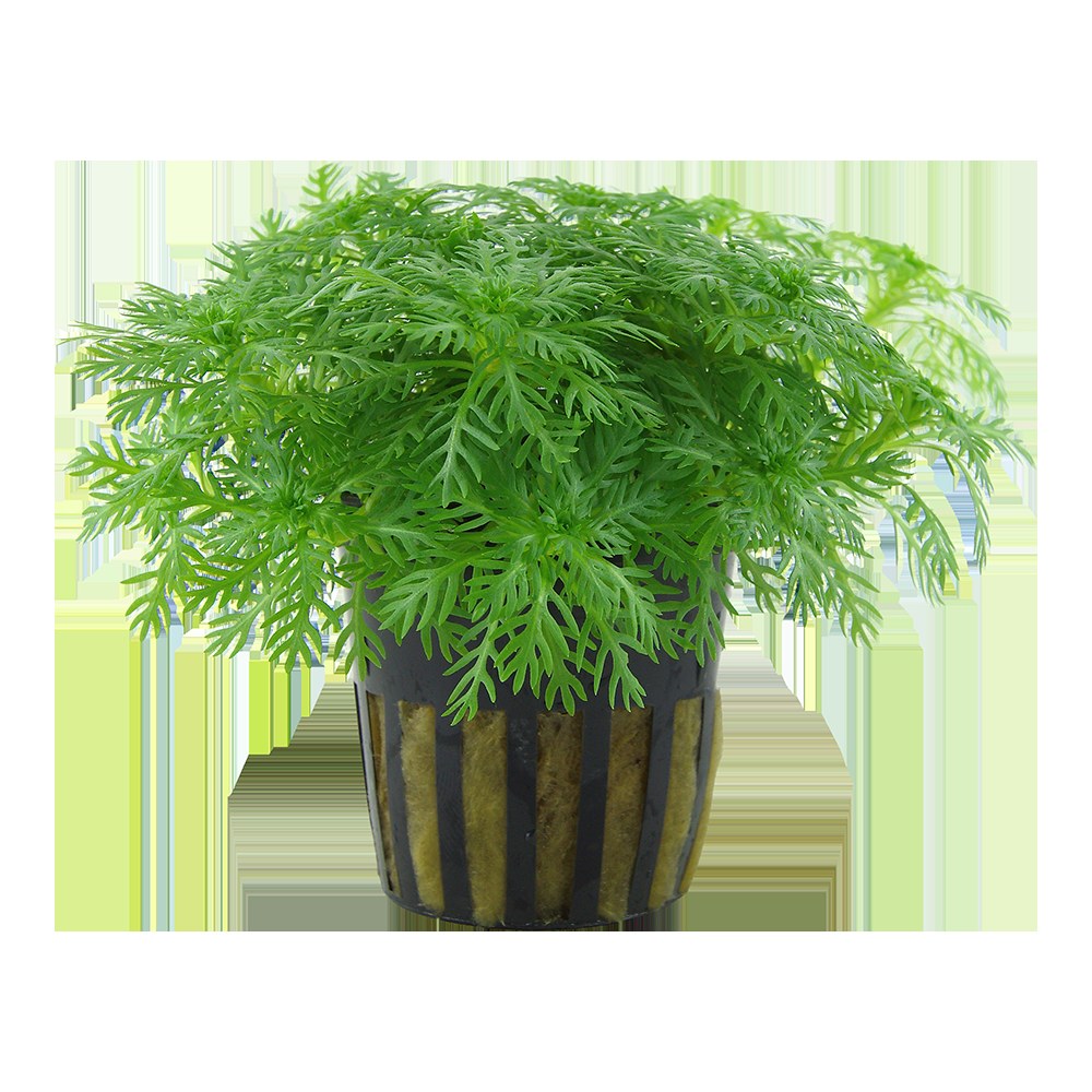 Hottonia palustris Stem Plant — Potted