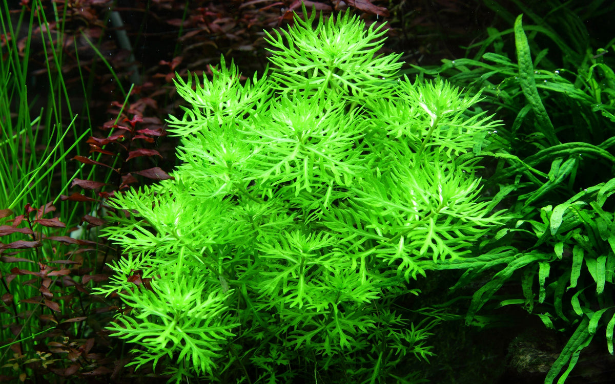 Hottonia palustris Stem Plant — Potted