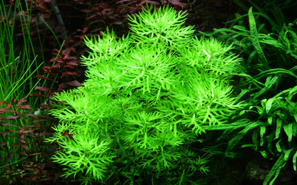 Hottonia palustris Stem Plant — Potted