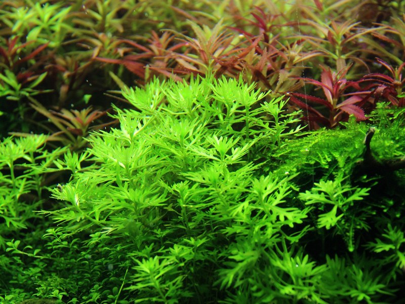 Hottonia palustris Stem Plant — Potted