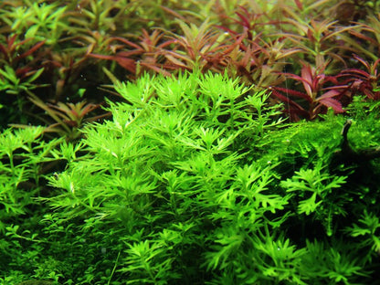 Hottonia palustris Stem Plant — Potted