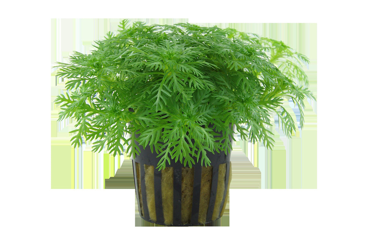 Hottonia palustris Stem Plant — Potted