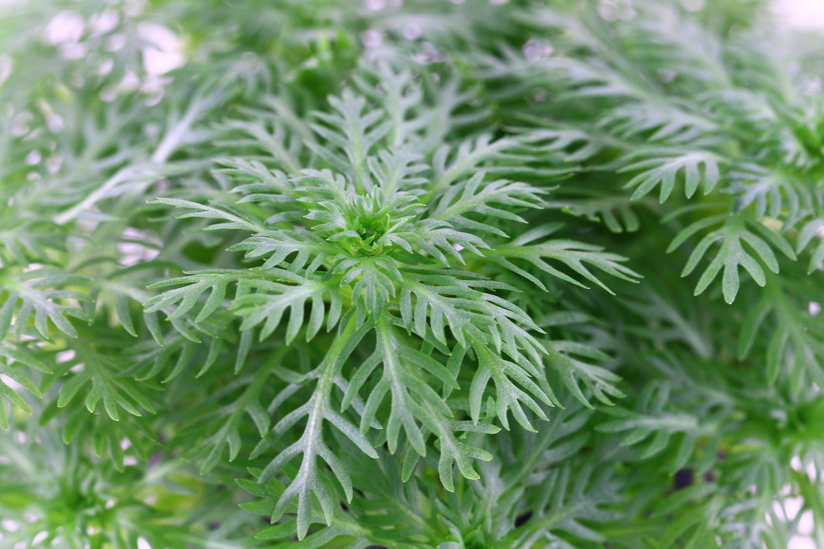 Hottonia palustris Stem Plant — Potted