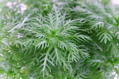 Hottonia palustris Stem Plant — Potted