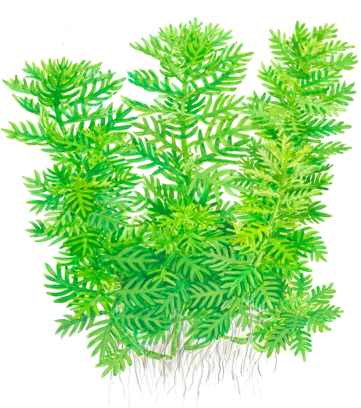 Hottonia palustris Stem Plant — Potted