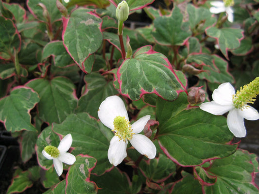 Houttuynia cordata 'Boo Boo' Marginal Pond Plant
