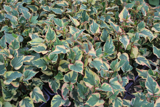 Houttuynia cordata 'Chameleon' Marginal Pond Plant
