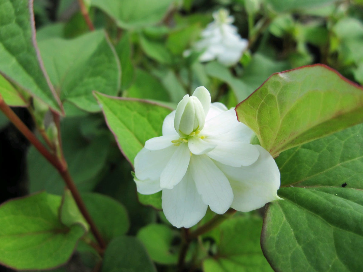 Houttuynia cordata 'Plena' Pond Marginal Plant