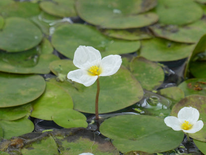 Hydrocharis morsus-ranae Pond Plant - Pack of 5