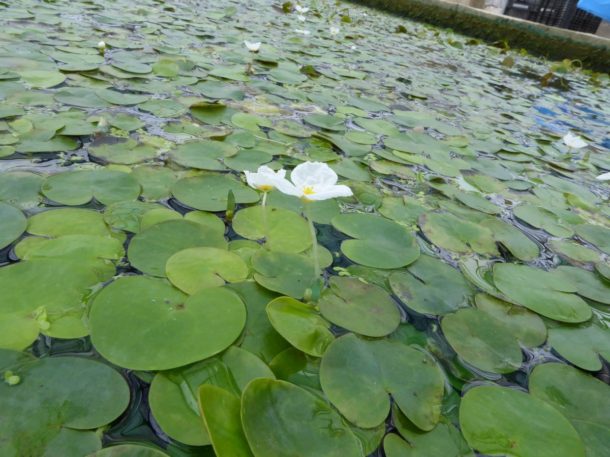 Hydrocharis morsus-ranae Pond Plant - Pack of 5