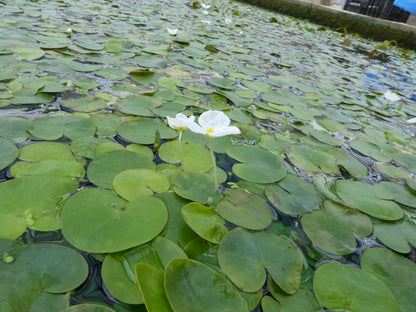 Hydrocharis morsus-ranae Pond Plant - Pack of 5