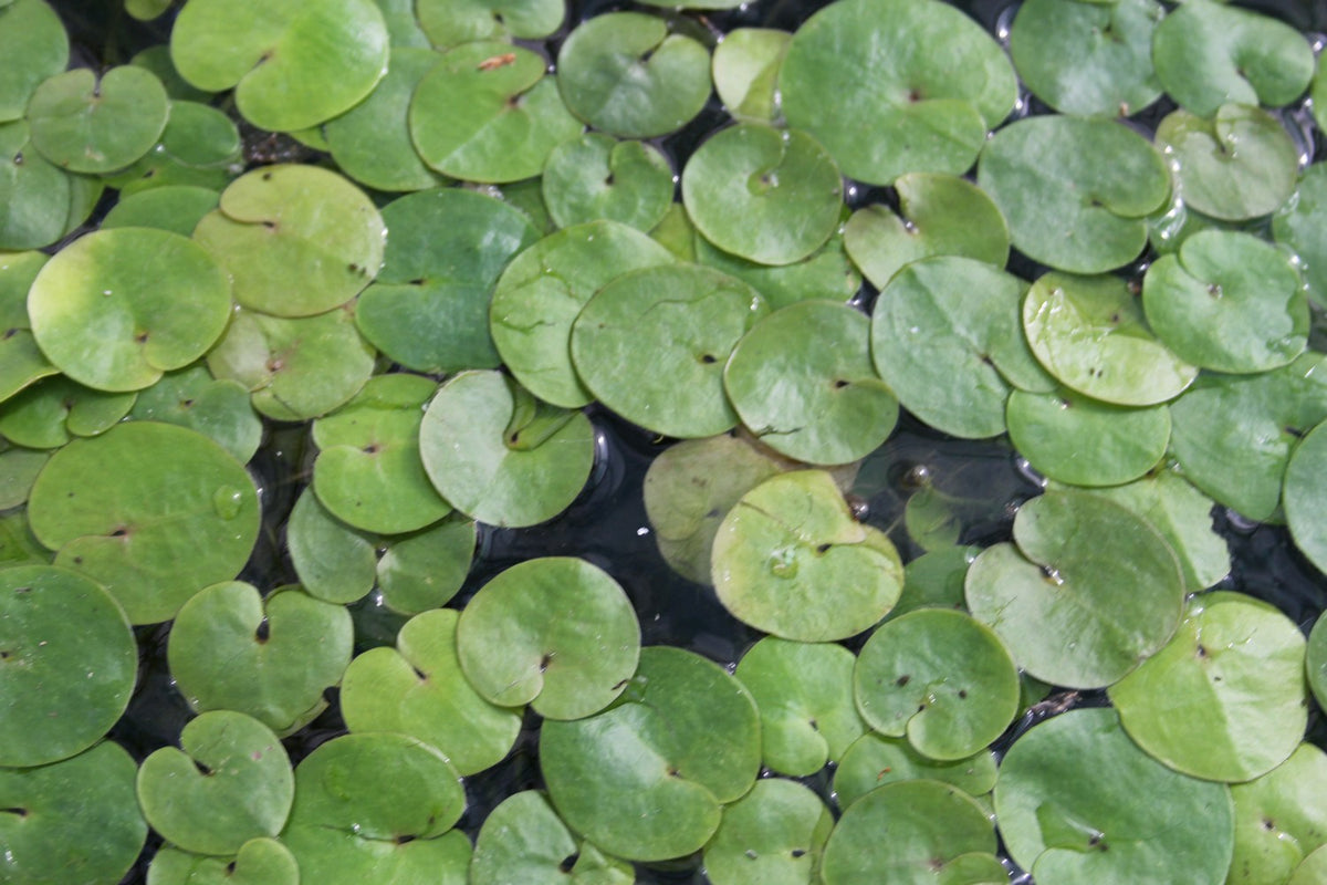 Hydrocharis morsus-ranae Pond Plant - Pack of 5